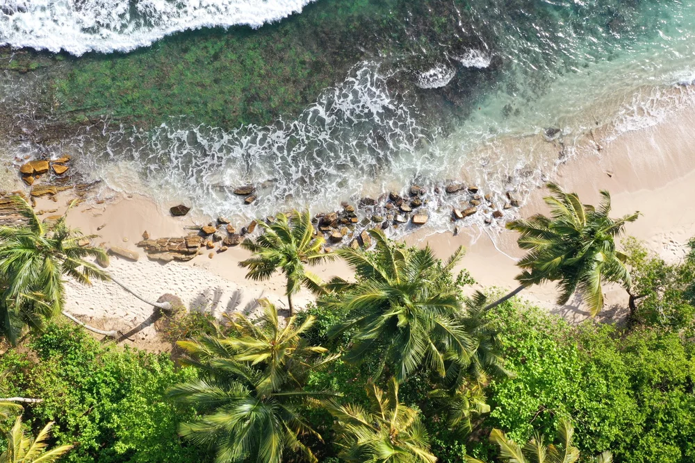 Lotus Surf & Wellness