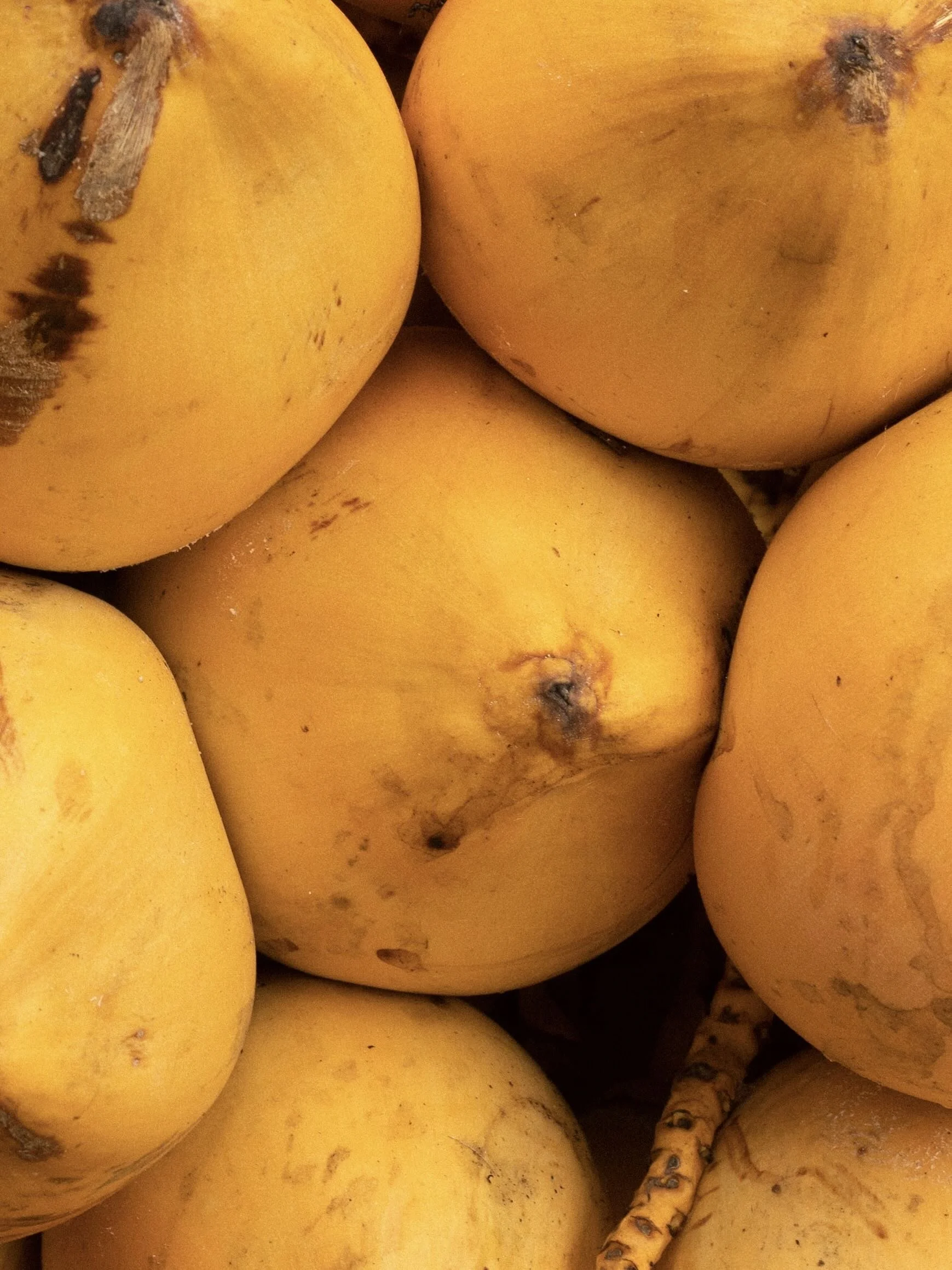 LOTUS BATCH 1-8.jpeg