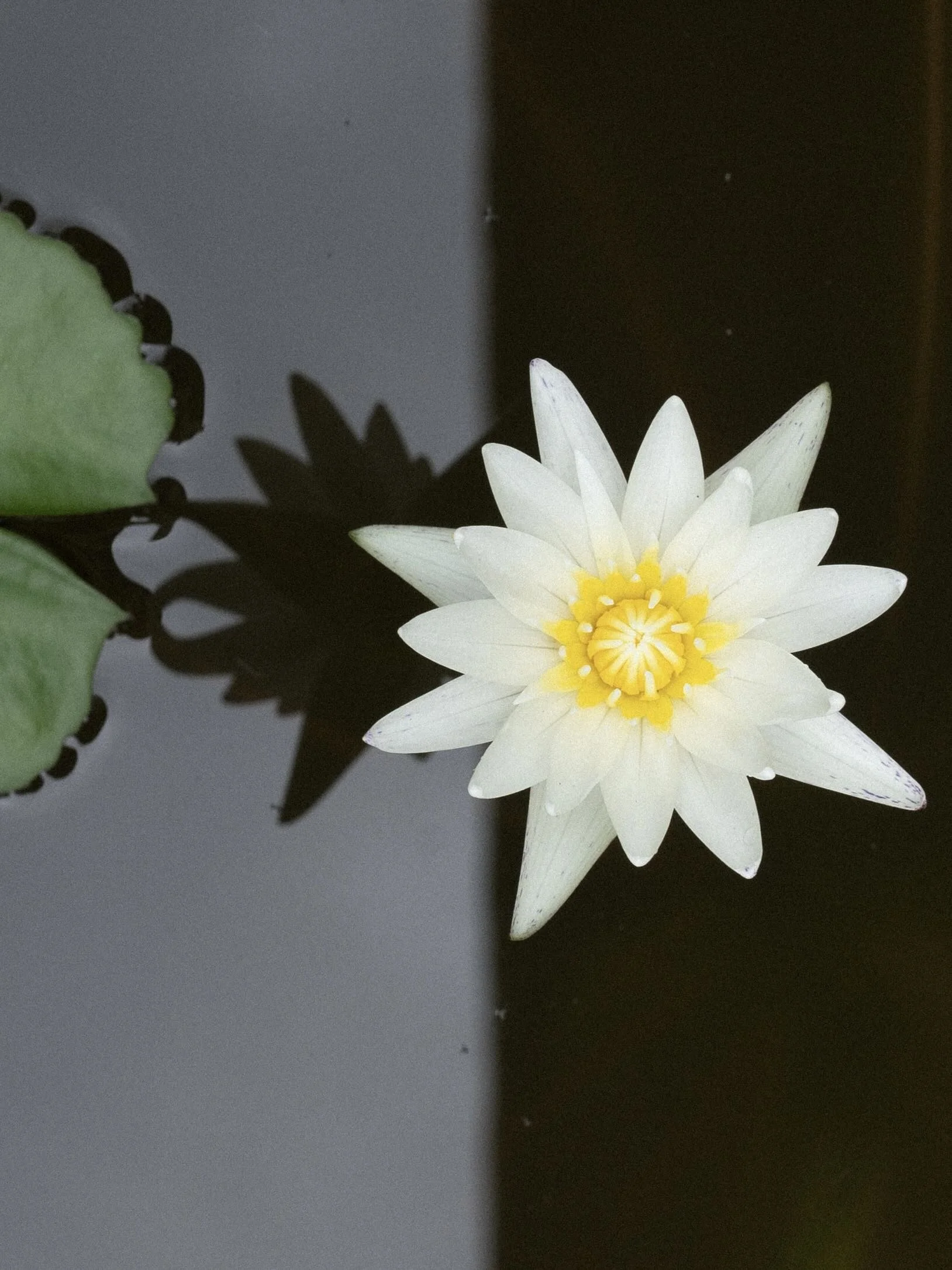 LOTUS BATCH 1-13.jpeg