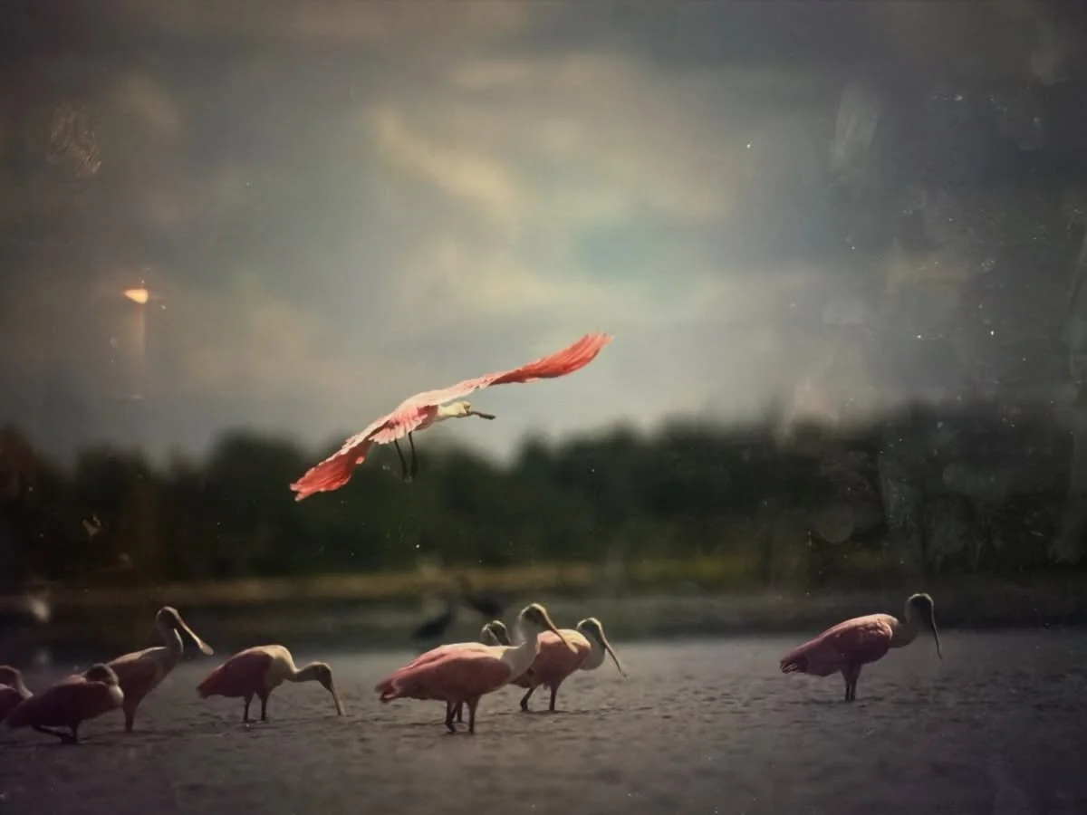 The Florida Everglades is known as the &ldquo;river of grass&rdquo;- a stunning, vast and, at times, scary wilderness that teems with life.  But its survival, and the survival of its many native species, demands that we humans behave properly and tak