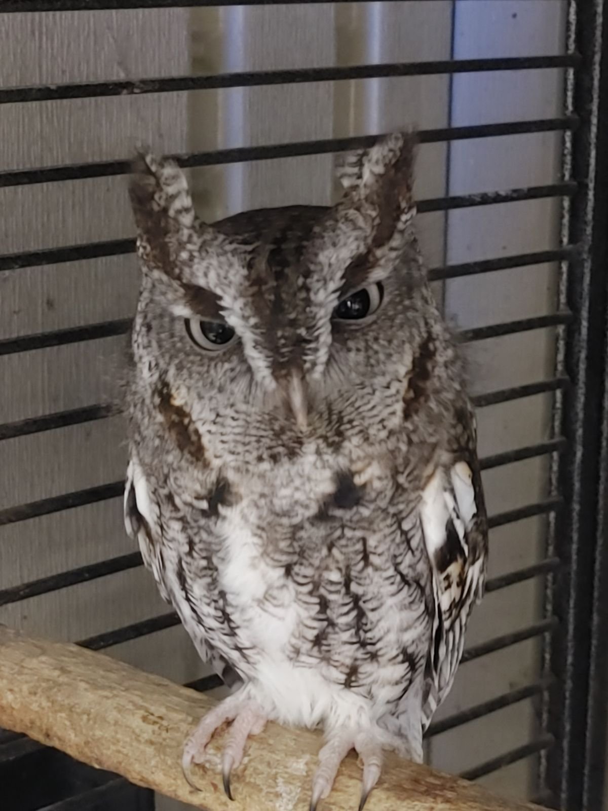 Freddy (again) Grey Morph Eastern Screech Owl