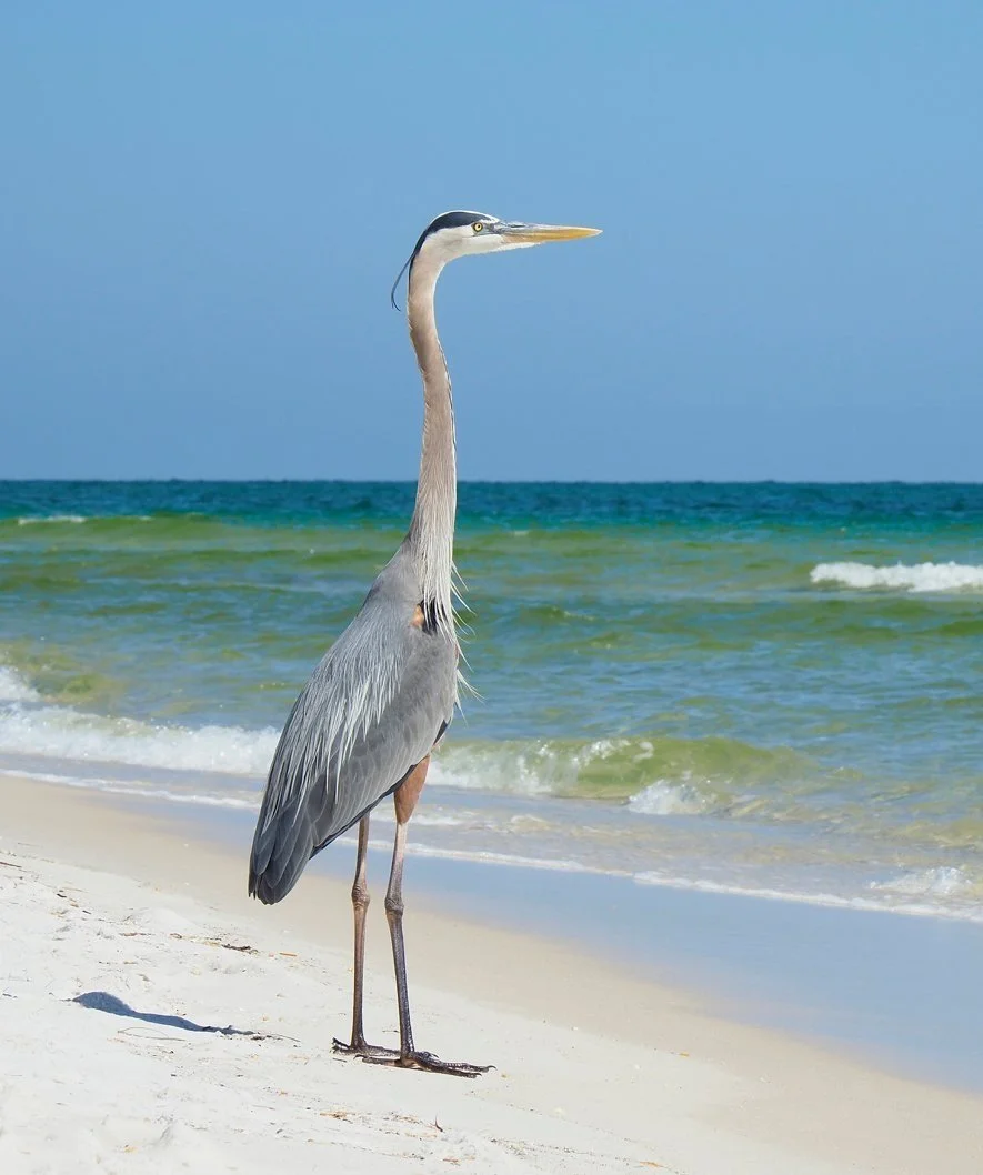 A heron standing on a sandy beach near the ocean with waves in the background under a blue sky.
