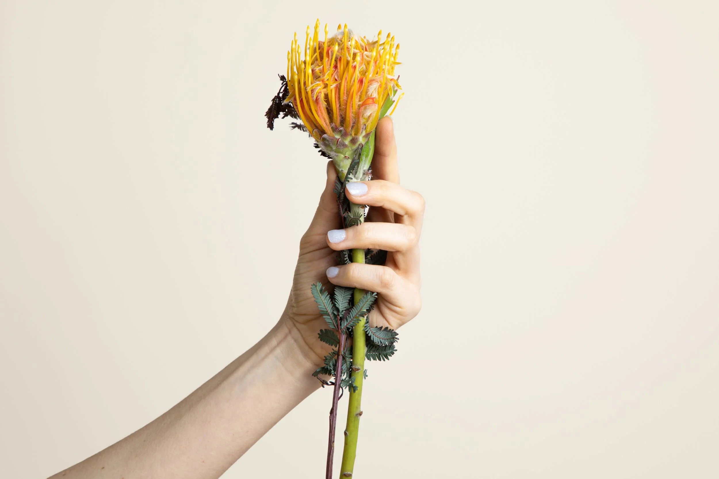 Thu Nguyen_r1_28473.jpg