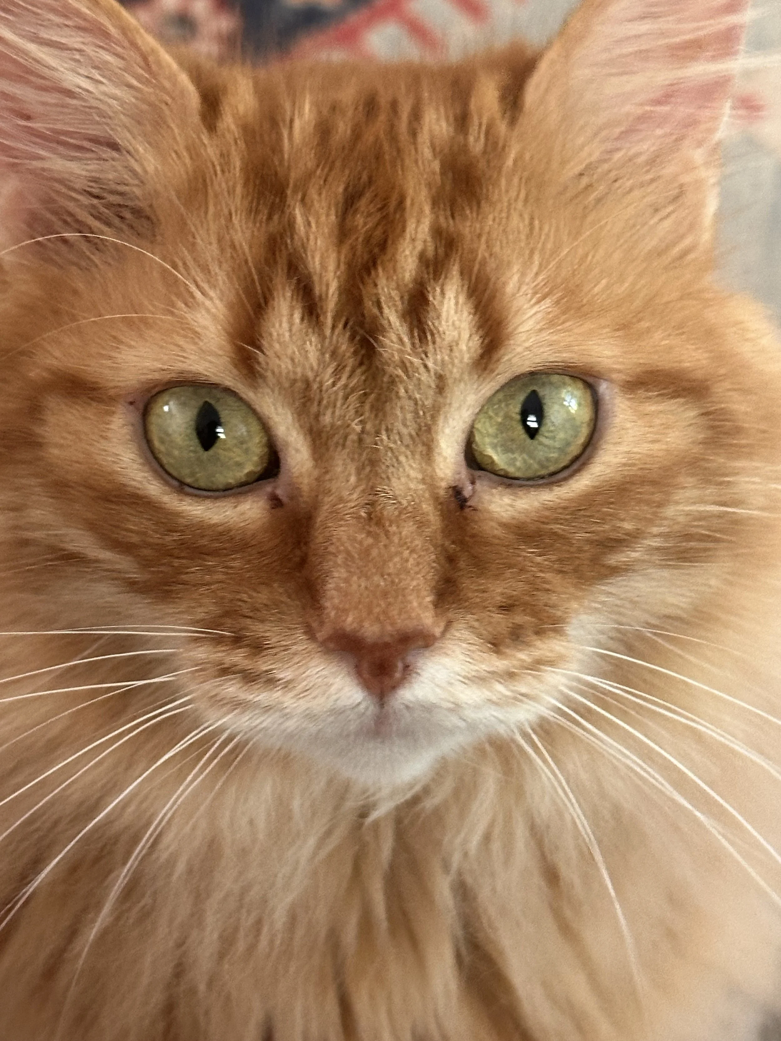 Close-up of a ginger cat's face, showing green eyes, pink nose, and orange fur. Button for a private group.