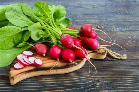 Radish=Spring