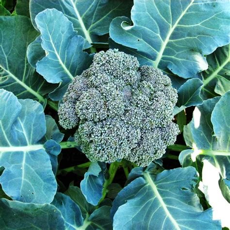 Broccoli 