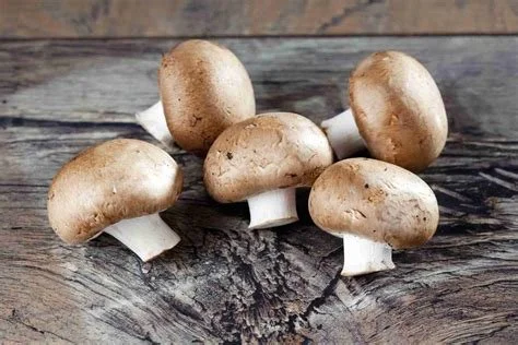 Mushroom 🍄‍🟫