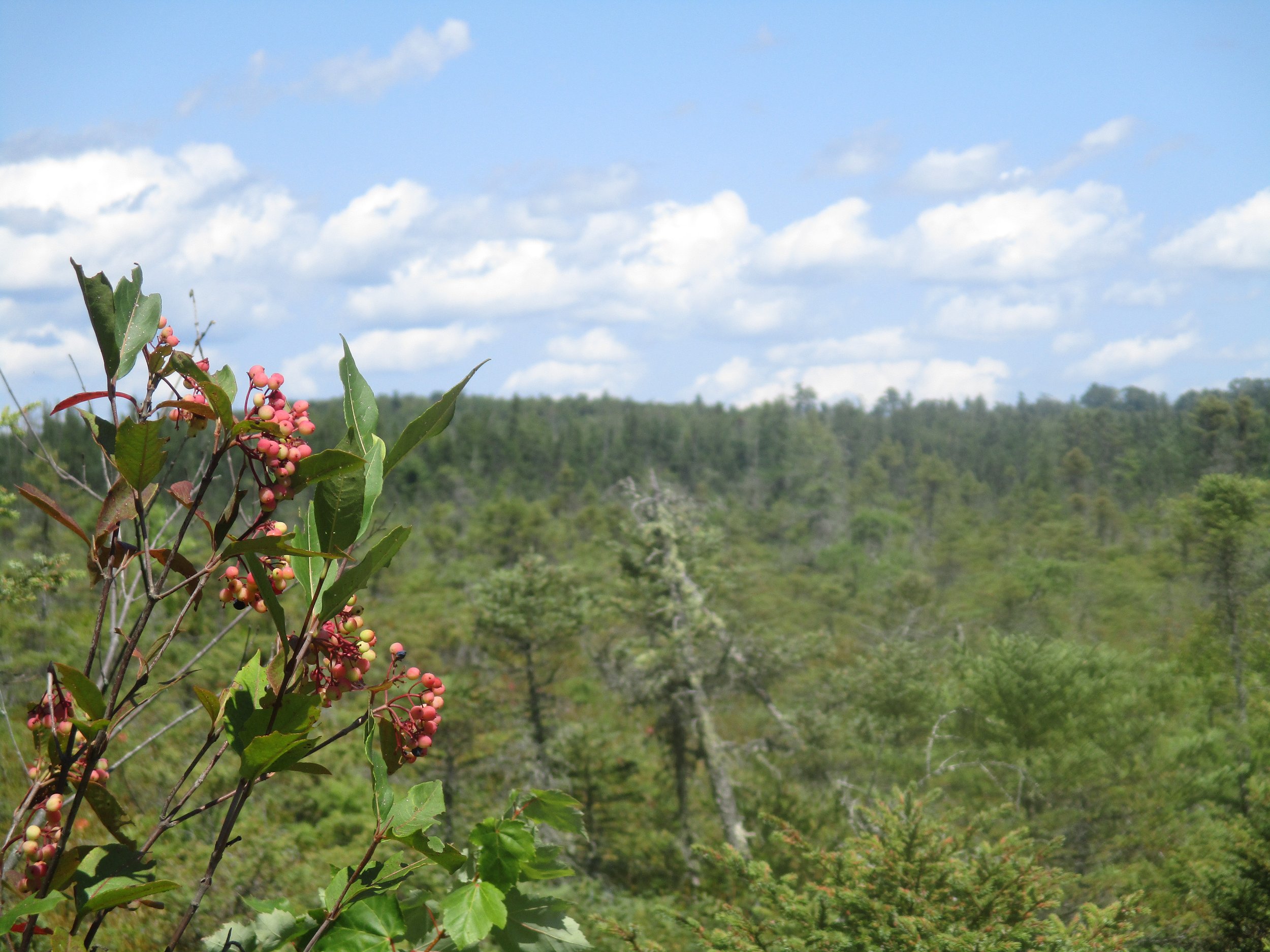 Orono Bog Walk