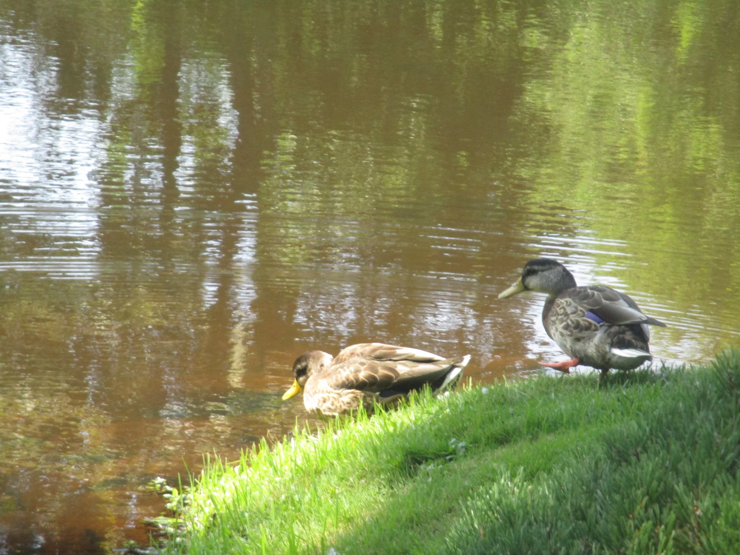 Ducks at Asticou Azalea Garden