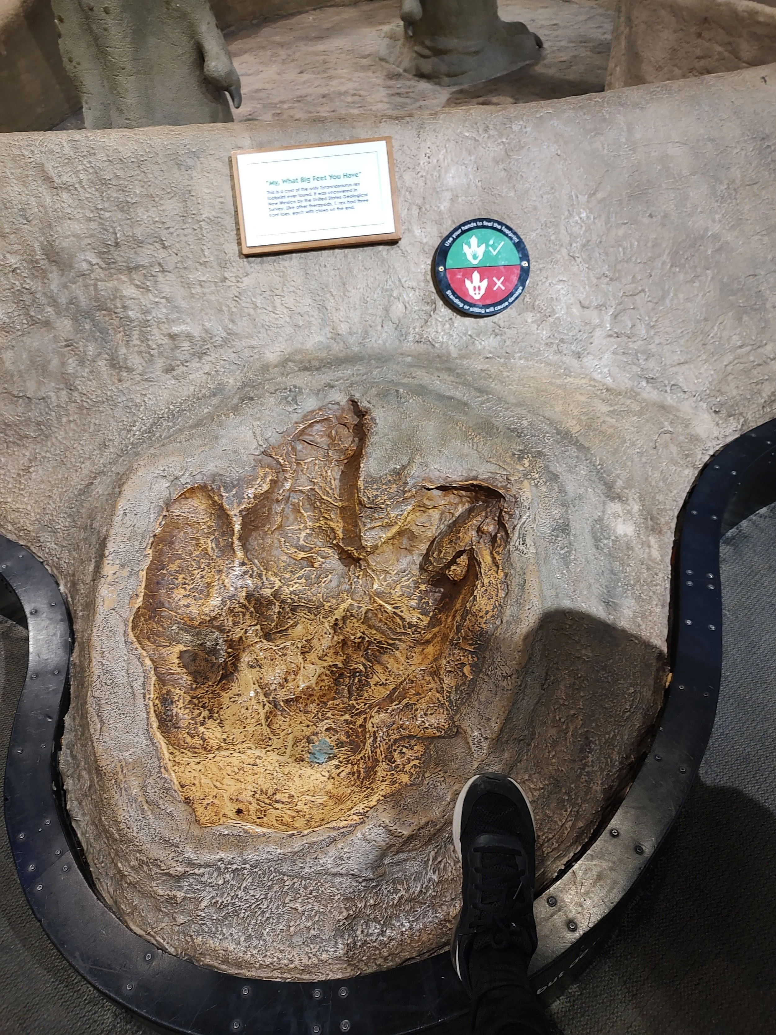 T-Rex Footprint with my 9" Foot