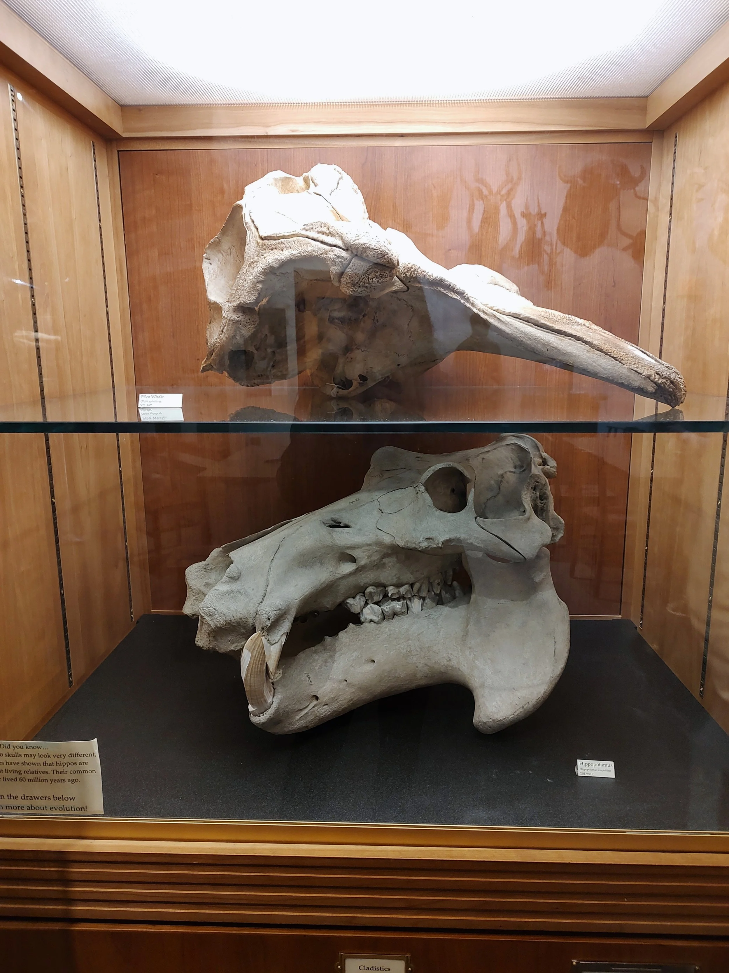 Pilot Whale Skull (Top) Hippo Skull (Bottom)