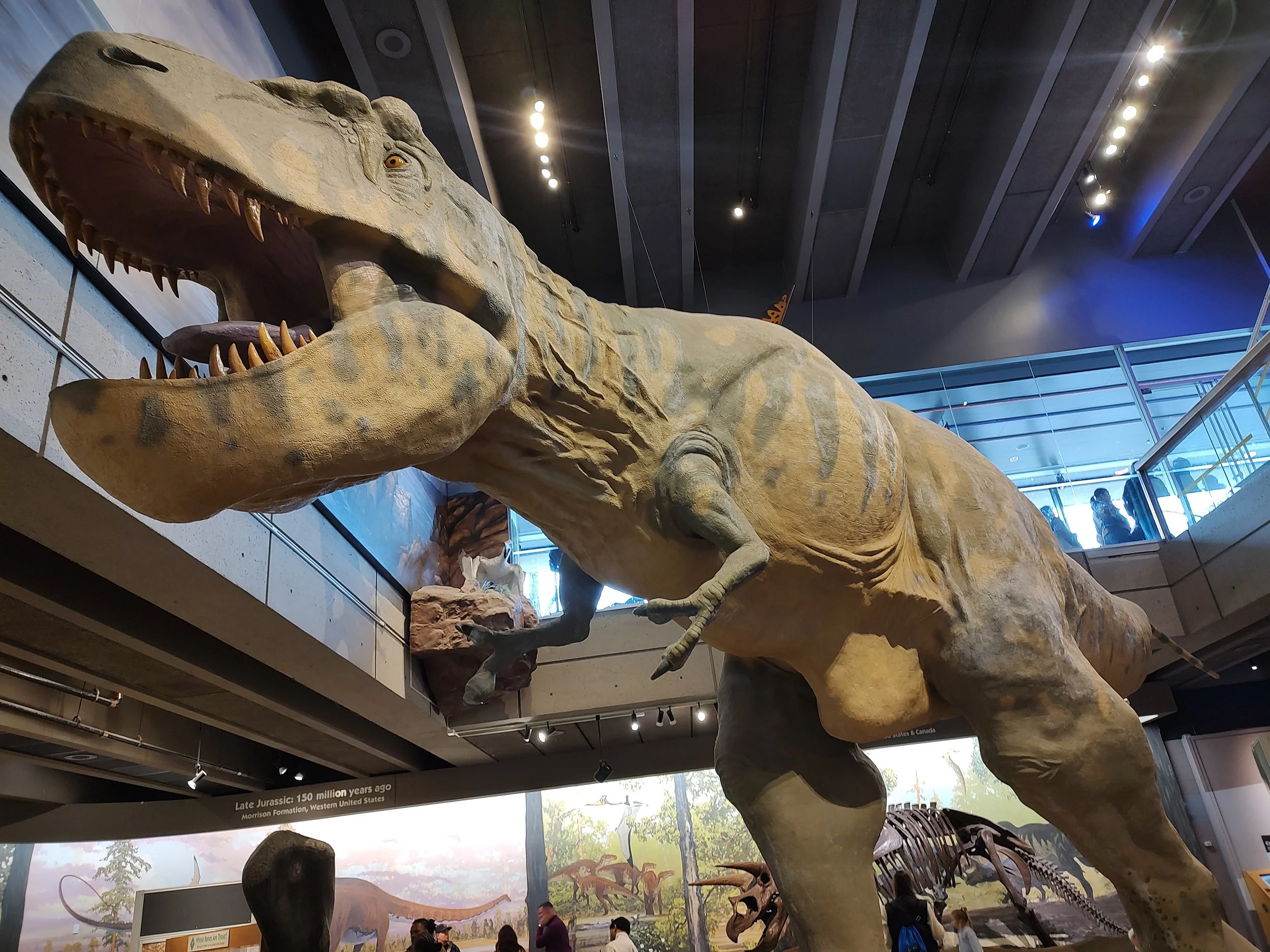 T-Rex Model