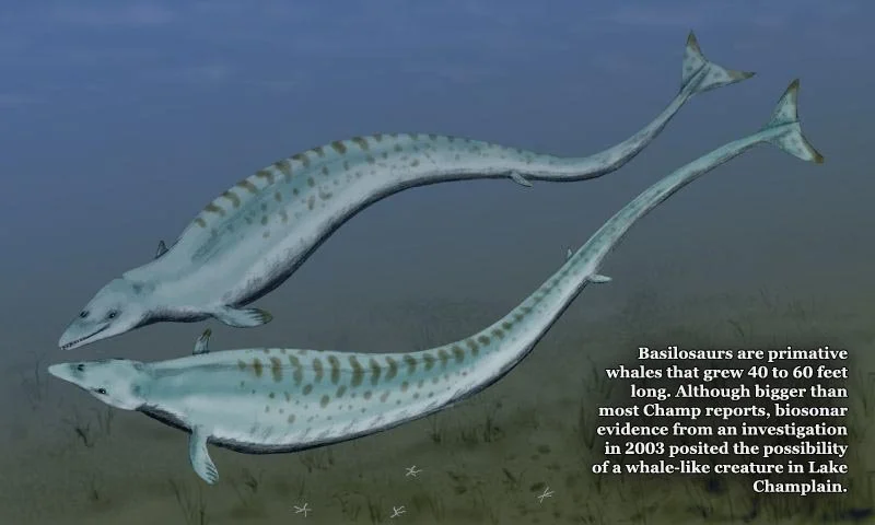 A sketch of 2 basilosaurs underwater.