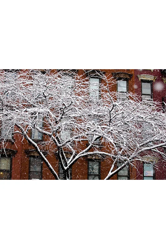 100210_022__© Thomas Donley_white2.jpg