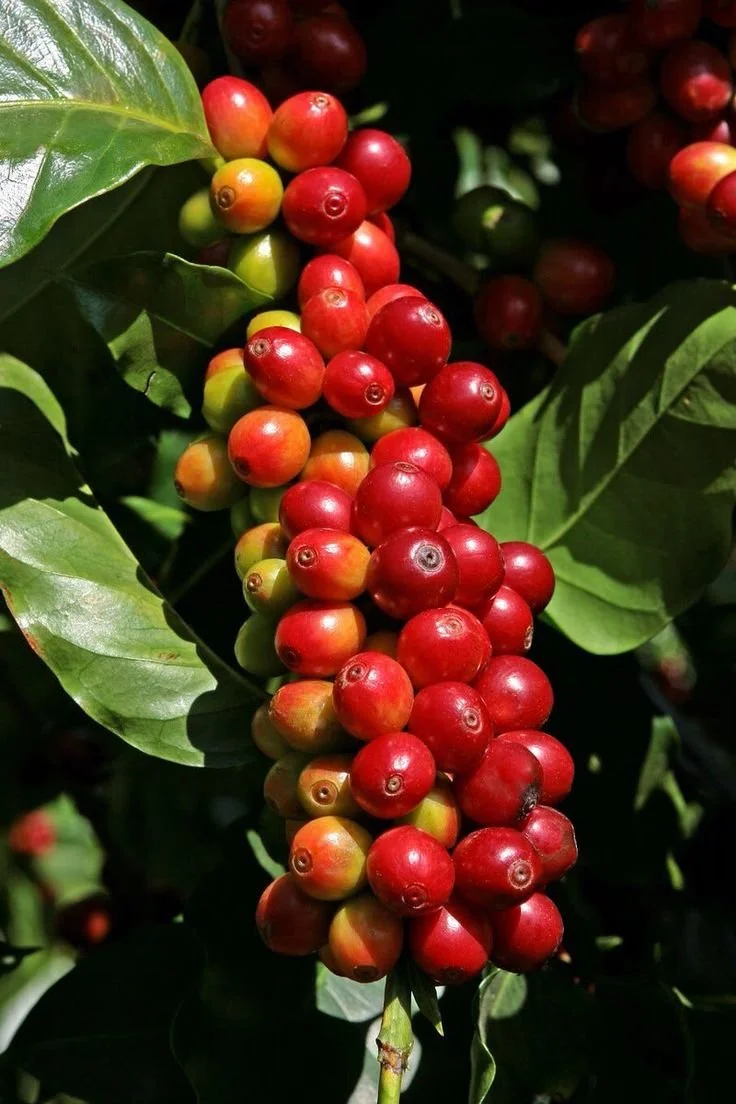 mvcoffee.jpg