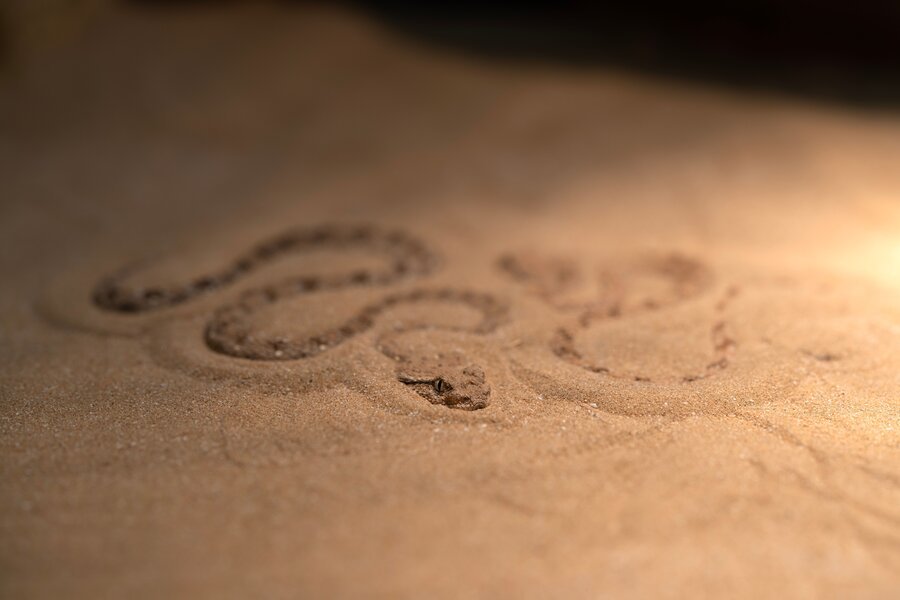 sand snake nearly hidden in the sand