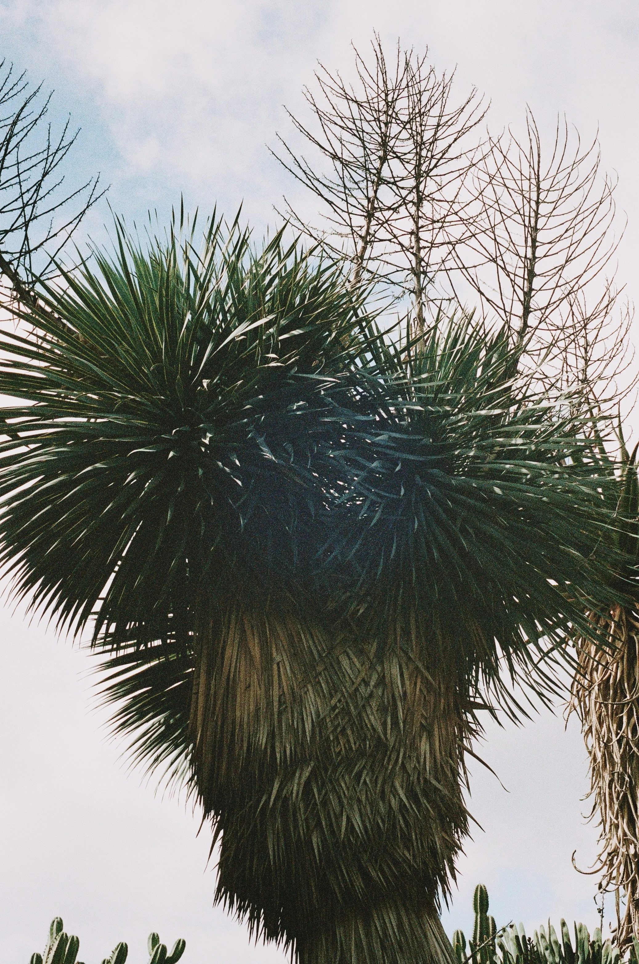 A tall desert plant with a thick trunk and spiky green leaves, with leafless branches extending at the top, set against a cloudy sky.