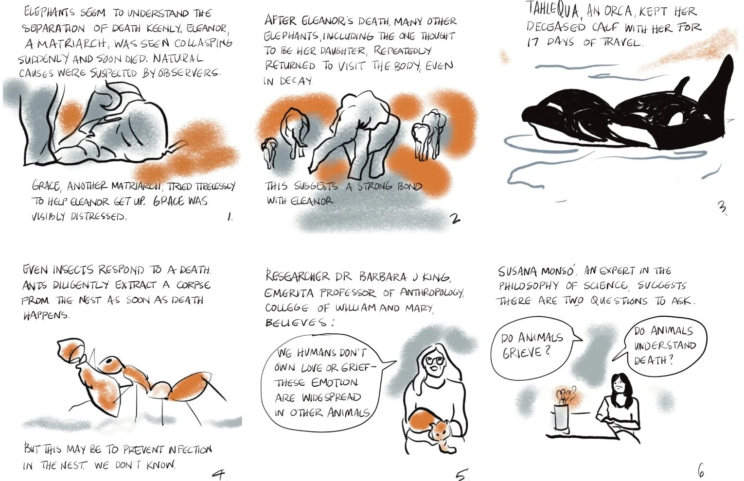 Do Animals Grieve? What the Research Says