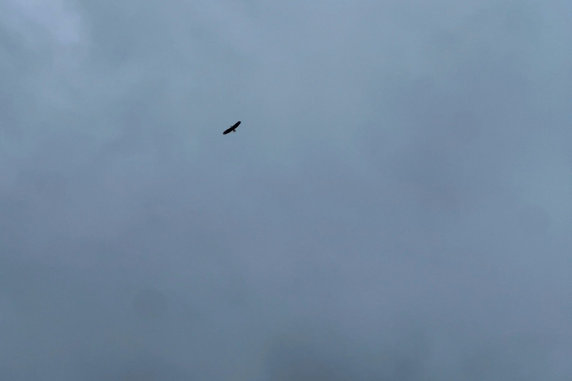 an eagle against a gray and cloudy sky.
