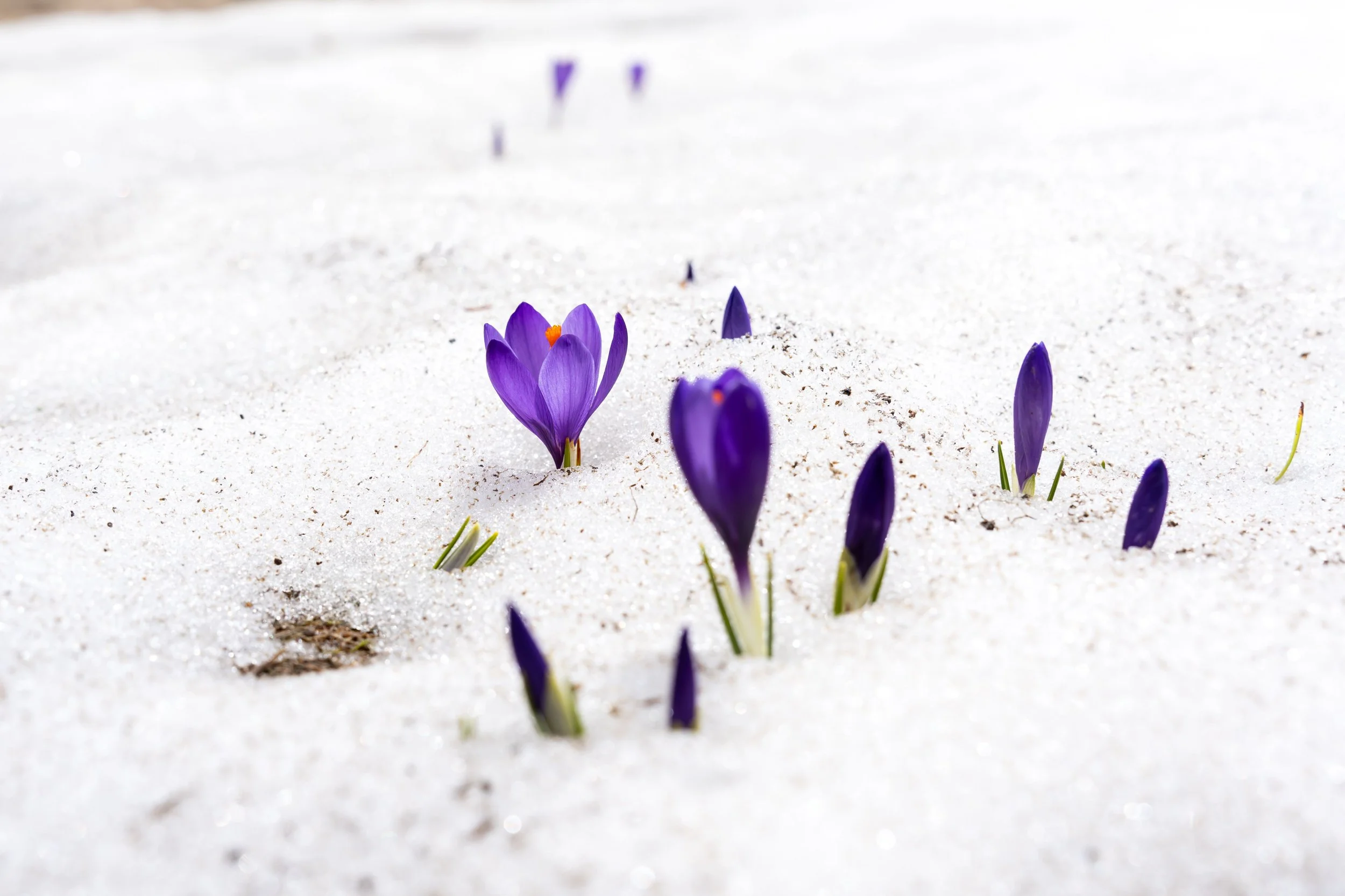 purple flowers growing out of the snow.