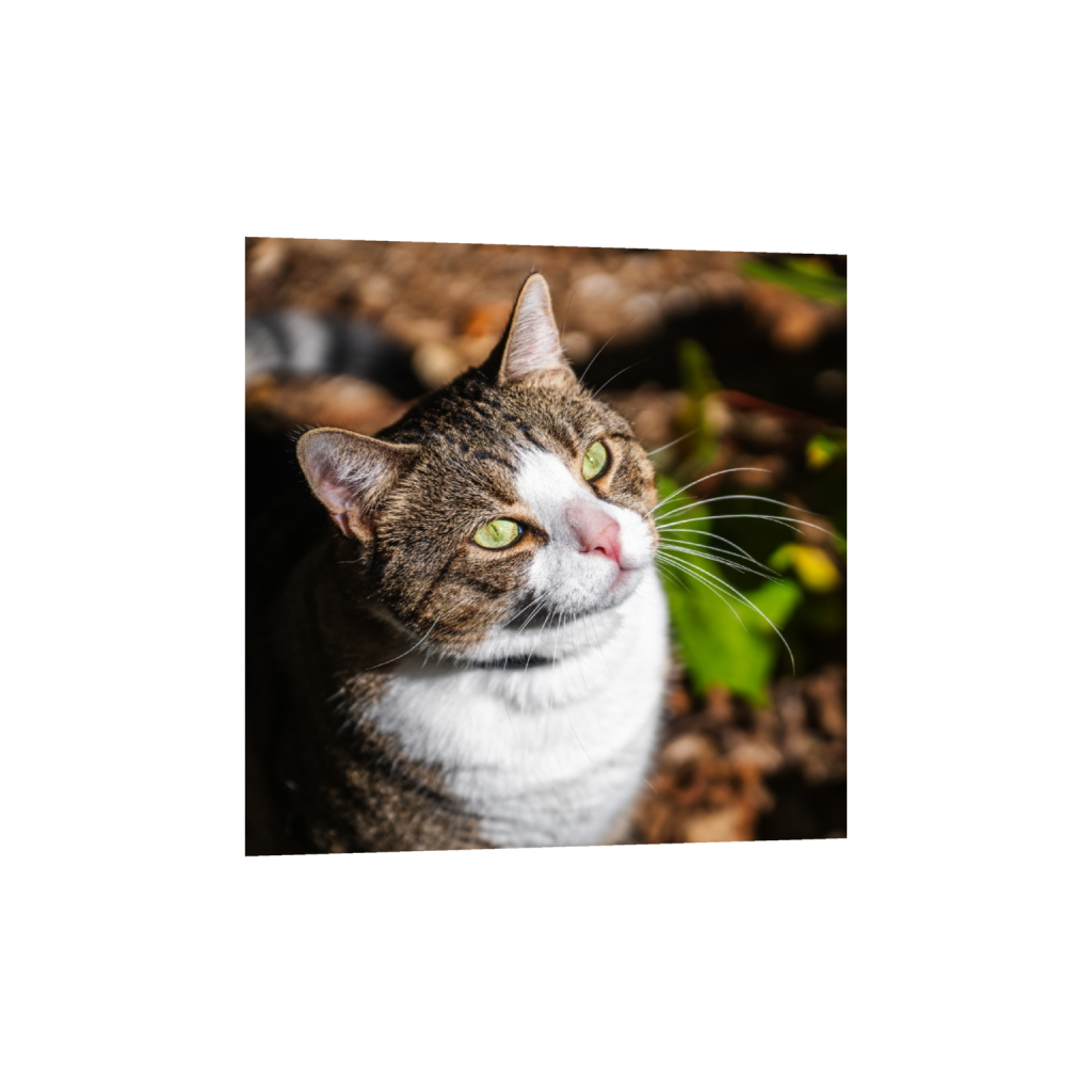 ptq_1_0_0_0_8602_8602_0_false_ffffff_0_0_.png