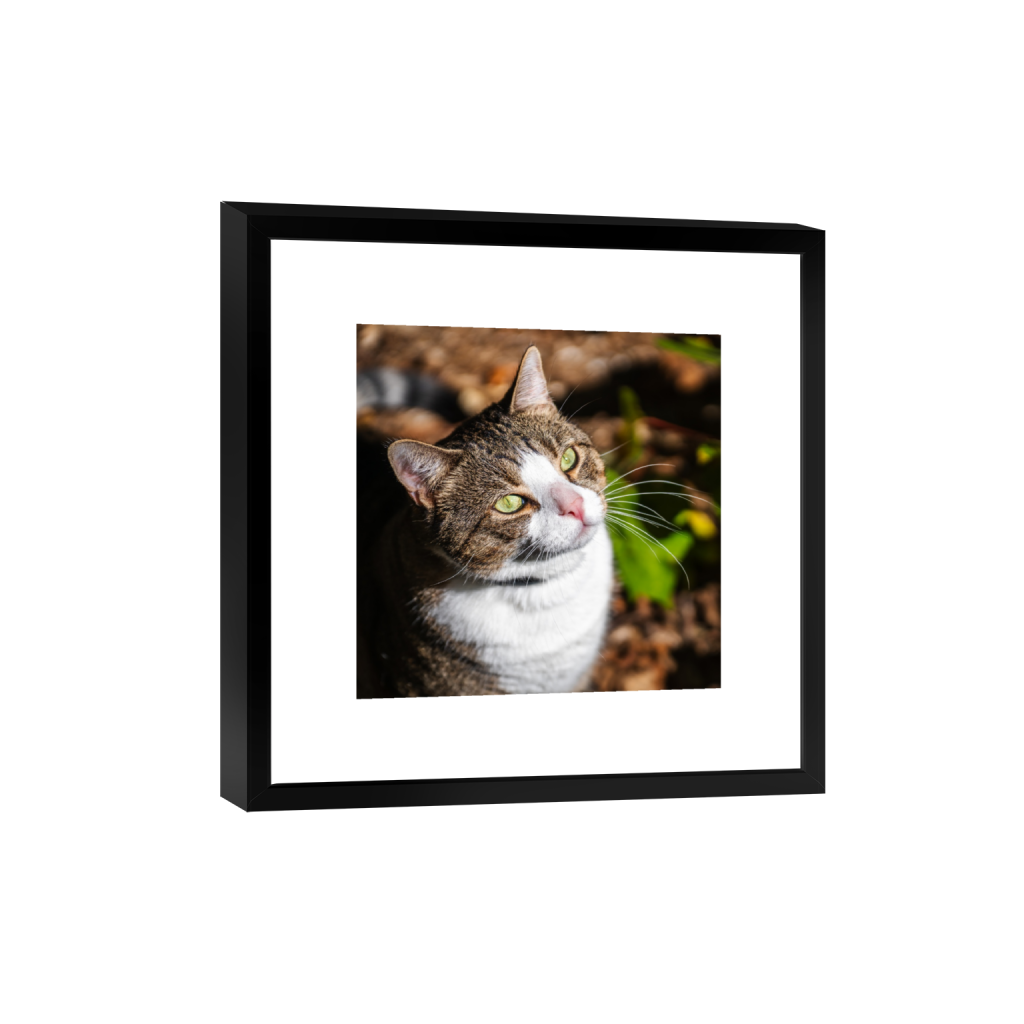 ptq_45_0_0_0_8602_8602_0_false_ffffff_0_0_.png