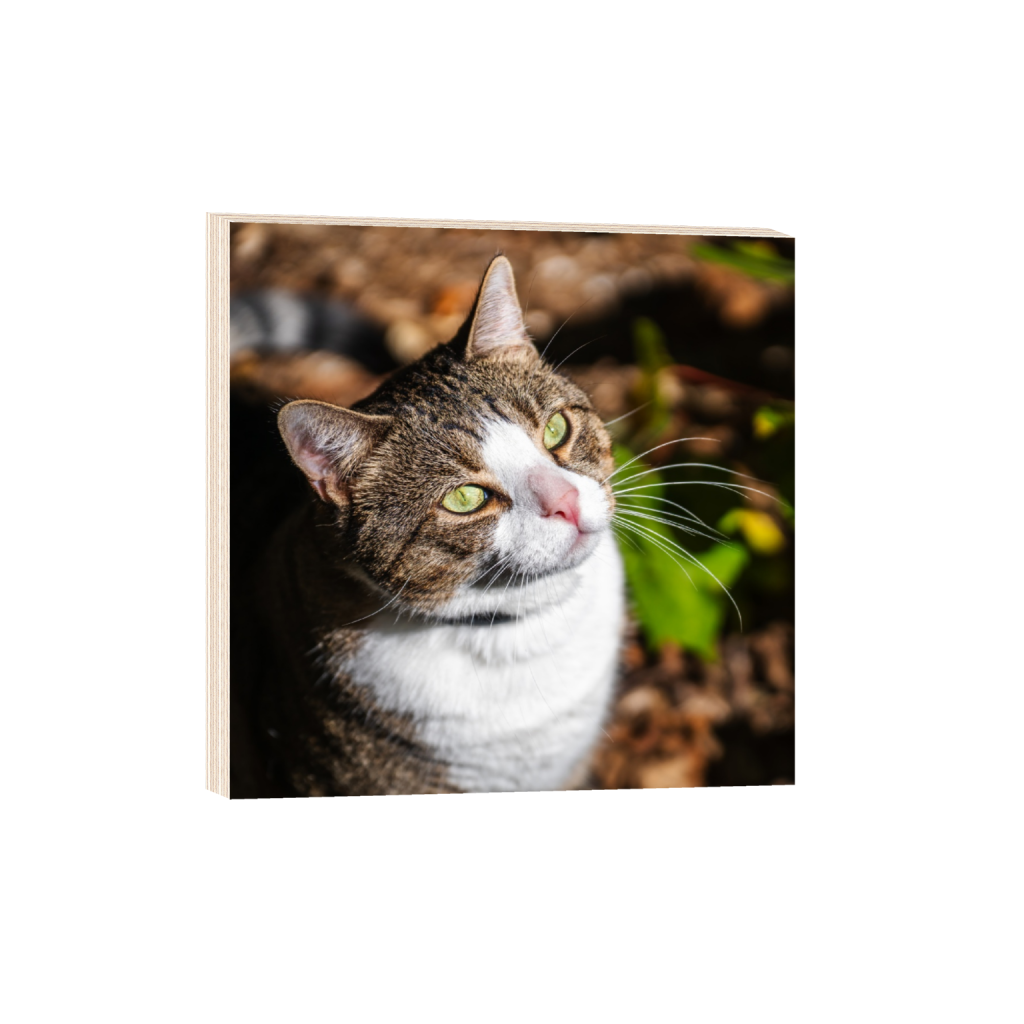 ptq_29_0_0_0_8602_8602_0_false_ffffff_0_0_.png