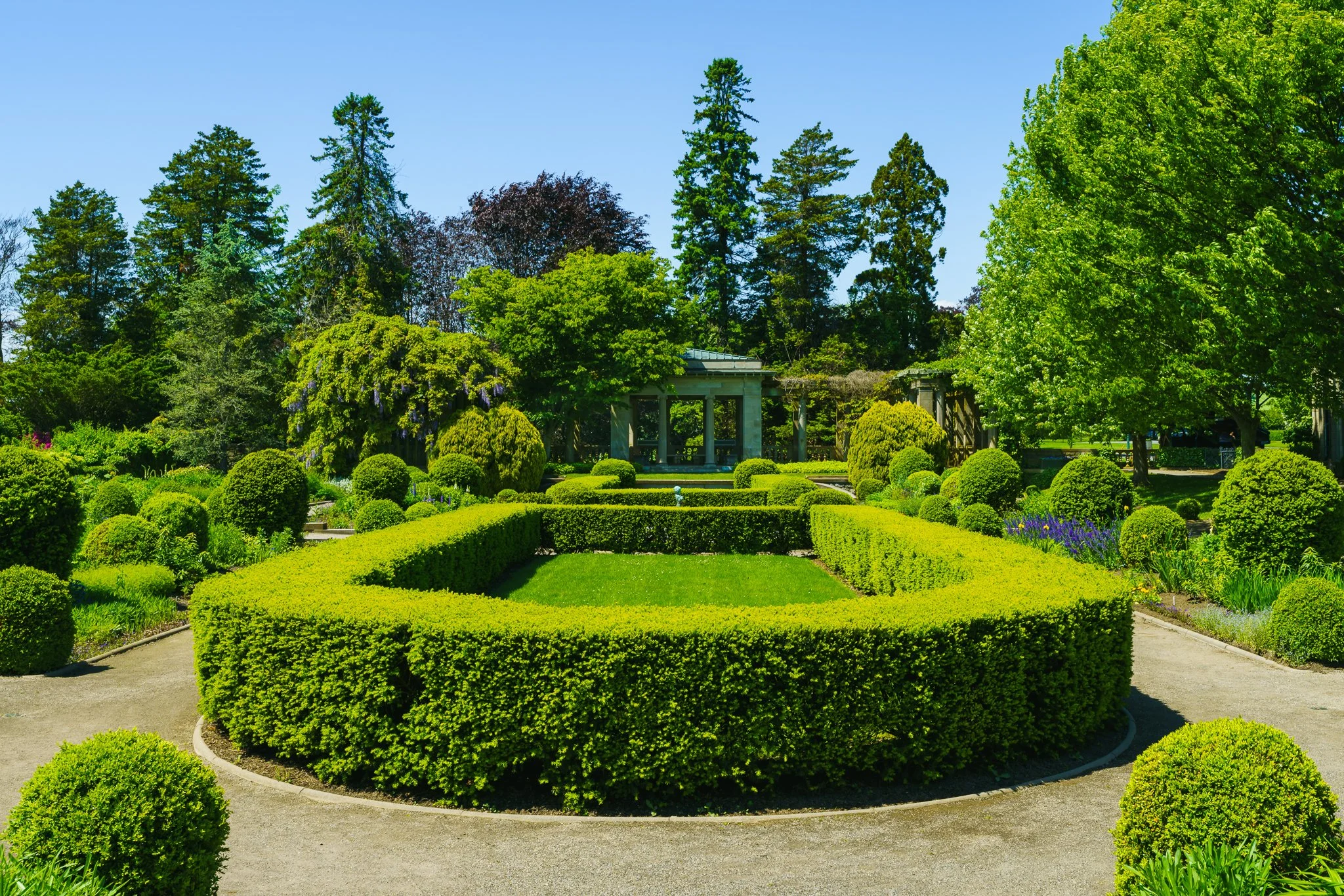 Oval boxwood hedge surrounding a lawn in the formal gardens.