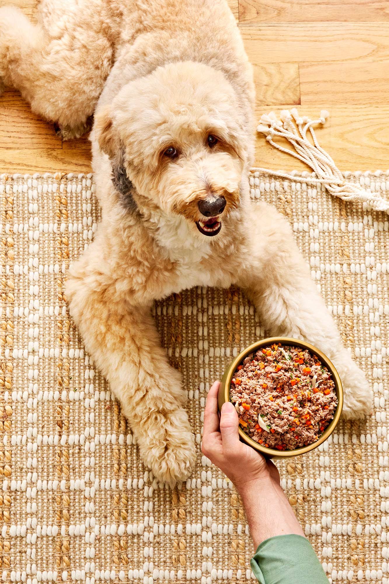 nyc-nj-food-commerical-lifestyle-dog-photographer-freshpet29.jpg