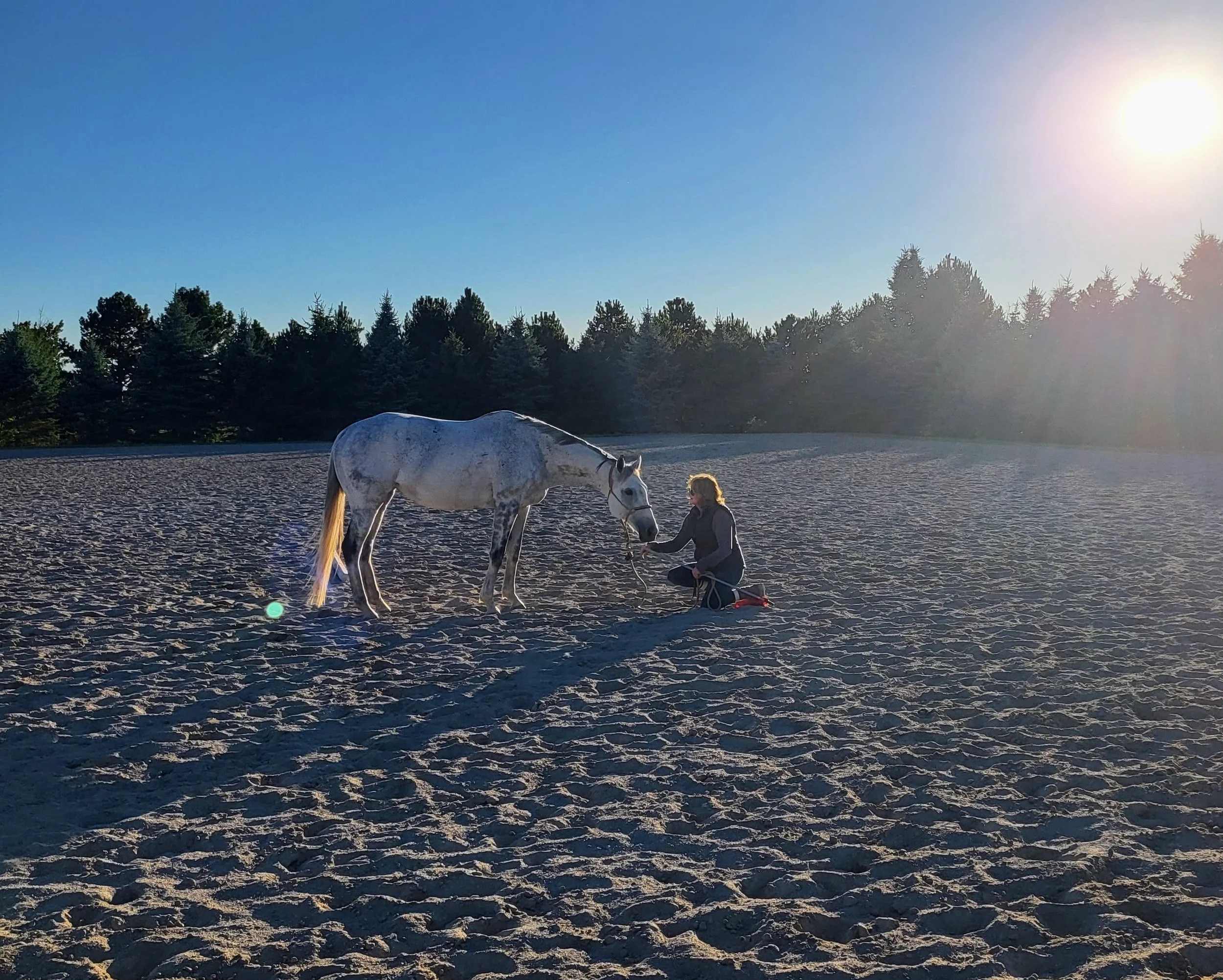 A moment of processing during a nervous system regulation training session. Trainer kneeling in a sandring with a white horse communicating.