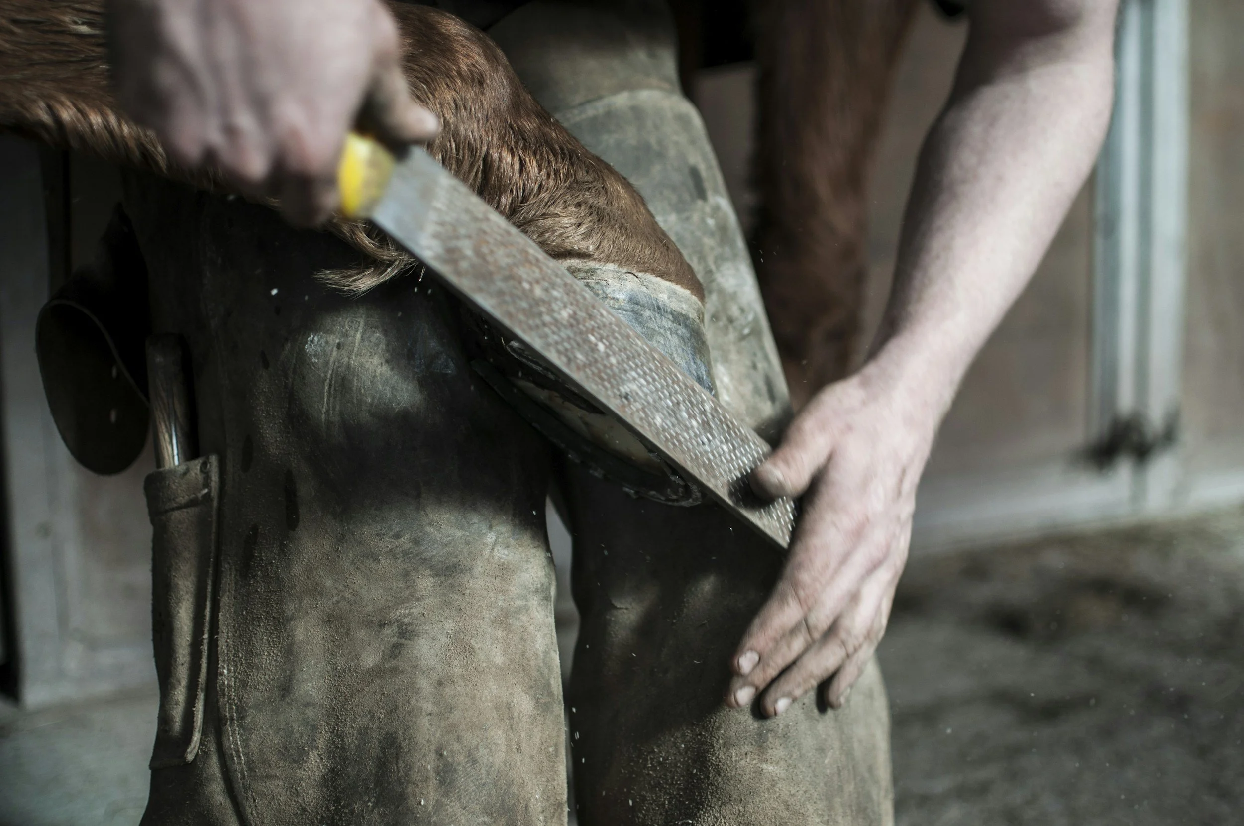 A farrier holding up and rasping a horse's hind hoof.