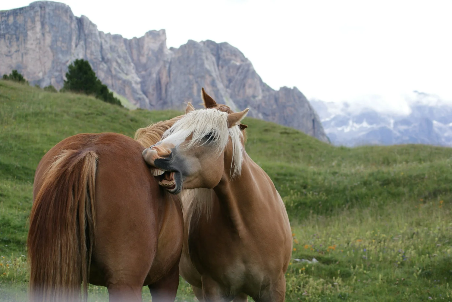 Horse close up