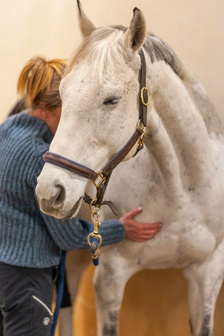 A massage therapist  with blonde hair doing bodywork on a grey horse