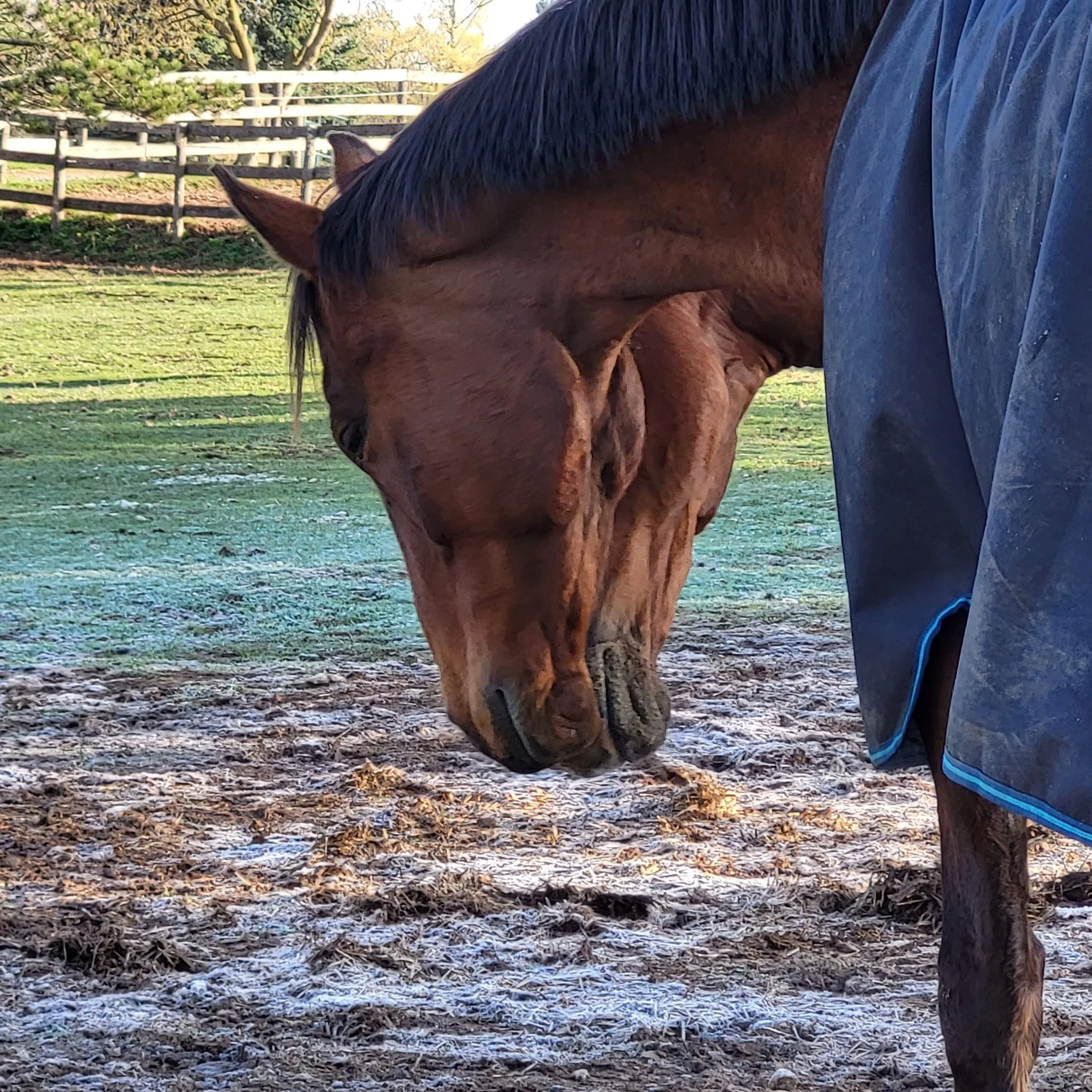 Two brown horses share a friendly moment showing the connection that horses crave.