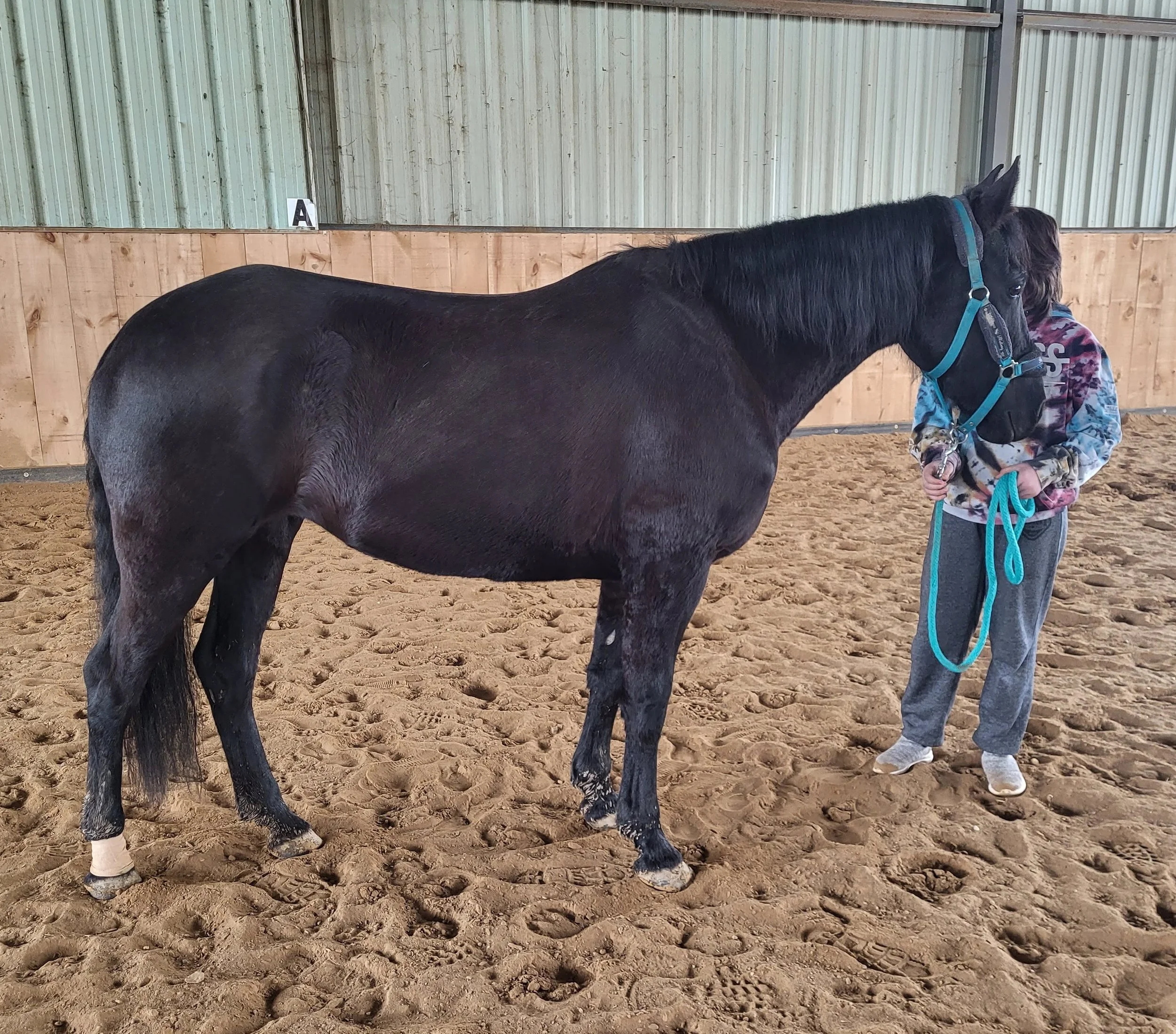 A person holding a dark horse with a blue halter inside an indoor riding arena with sandy ground and wooden walls.