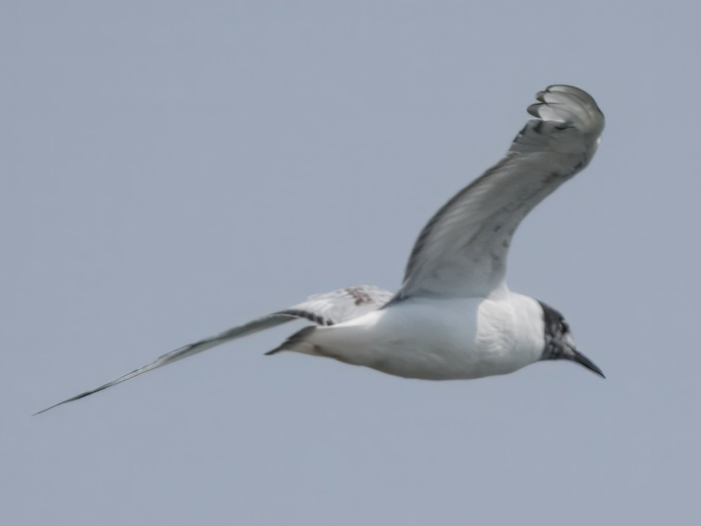 P7134558-topaz-rawdenoise-denoise-crop.jpeg