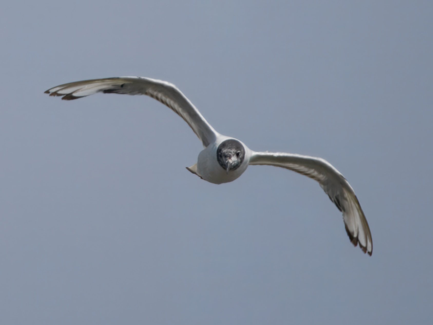P7134555-topaz-rawdenoise-crop.jpeg