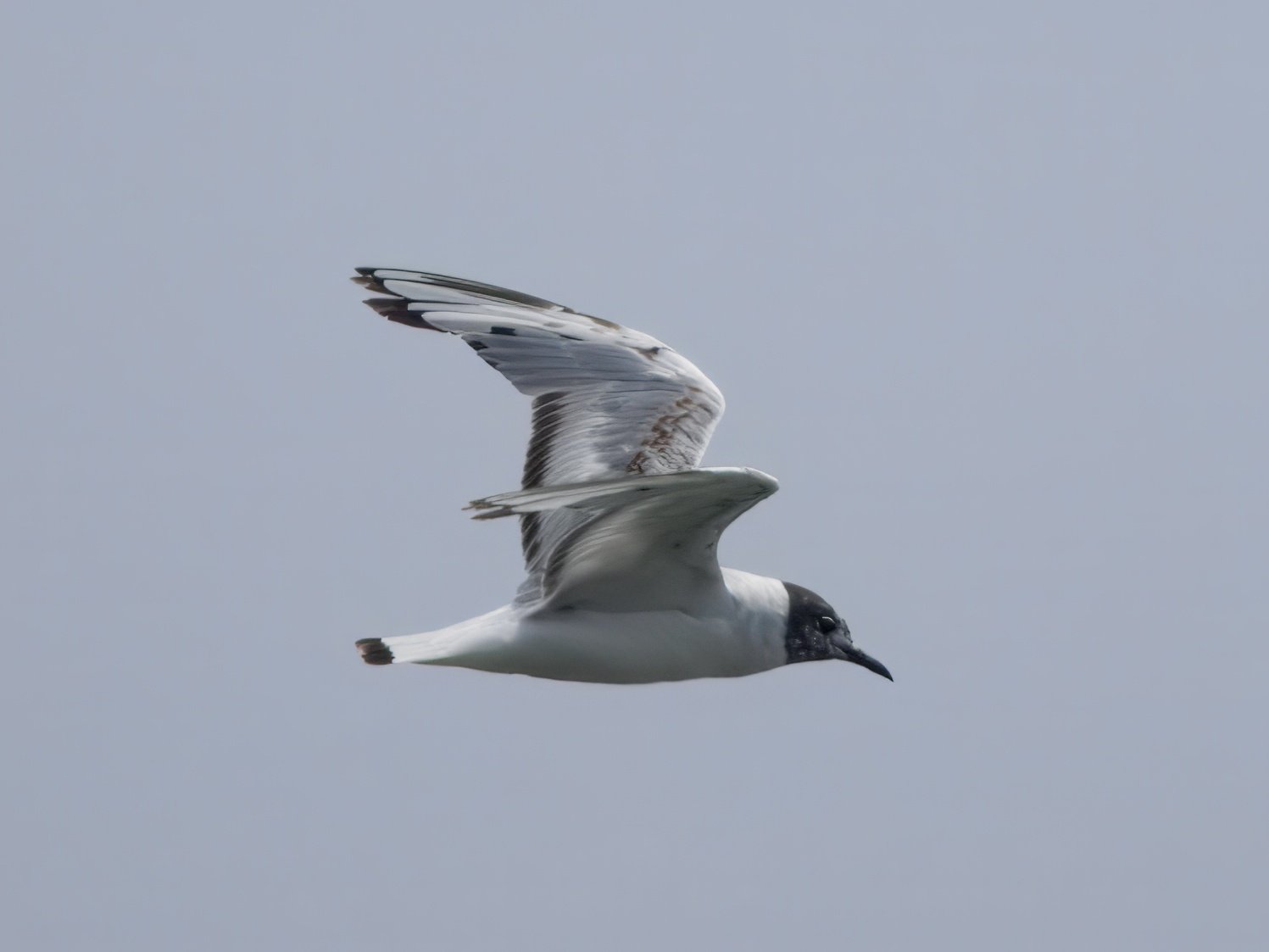 P7134559-topaz-rawdenoise-denoise-crop.jpeg