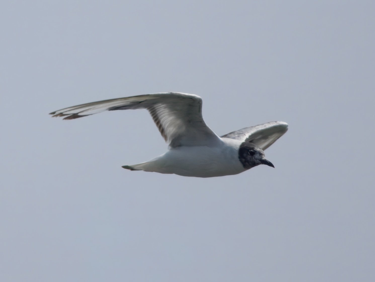 P7134561-topaz-rawdenoise-crop.jpeg