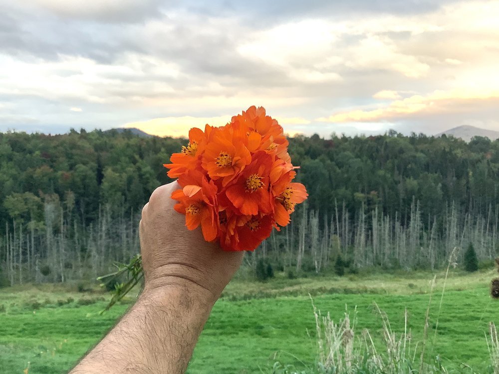 Natural Dyes - Sulfur Cosmos - Pressed Flowers – The Yarn Tree - fiber,  yarn and natural dyes