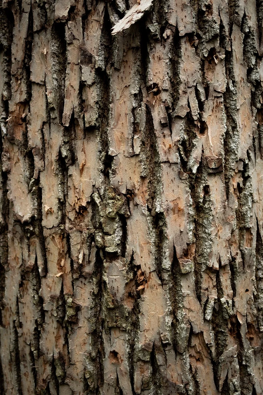 Novotny_Project1_005 copy.jpg