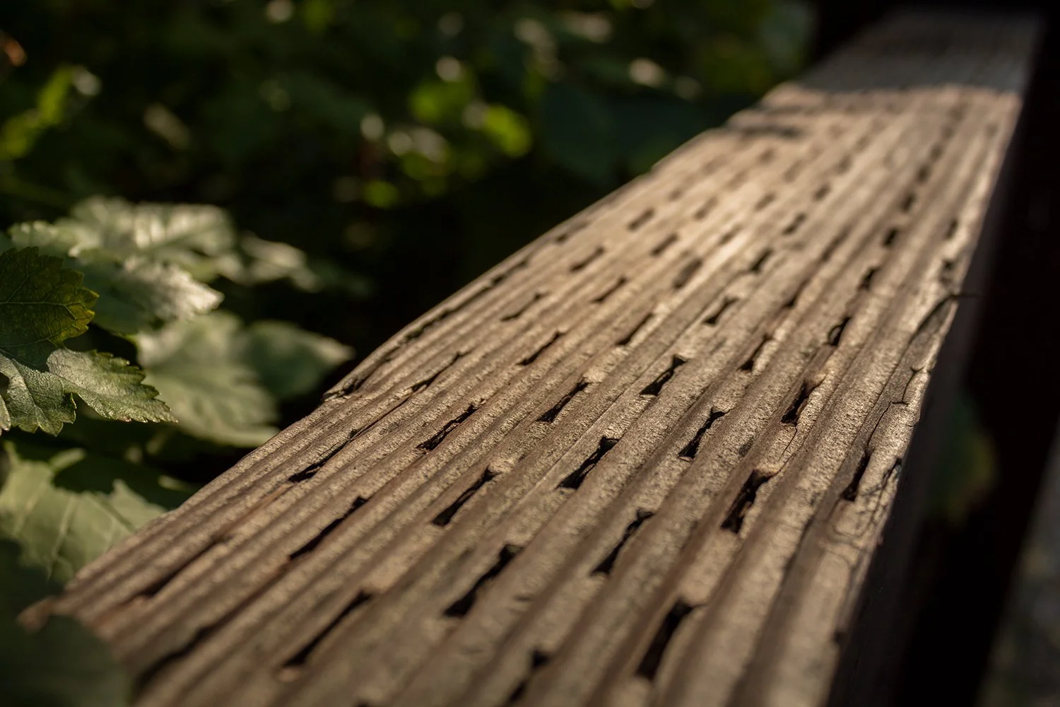 Novotny_Project1_001 copy.jpg