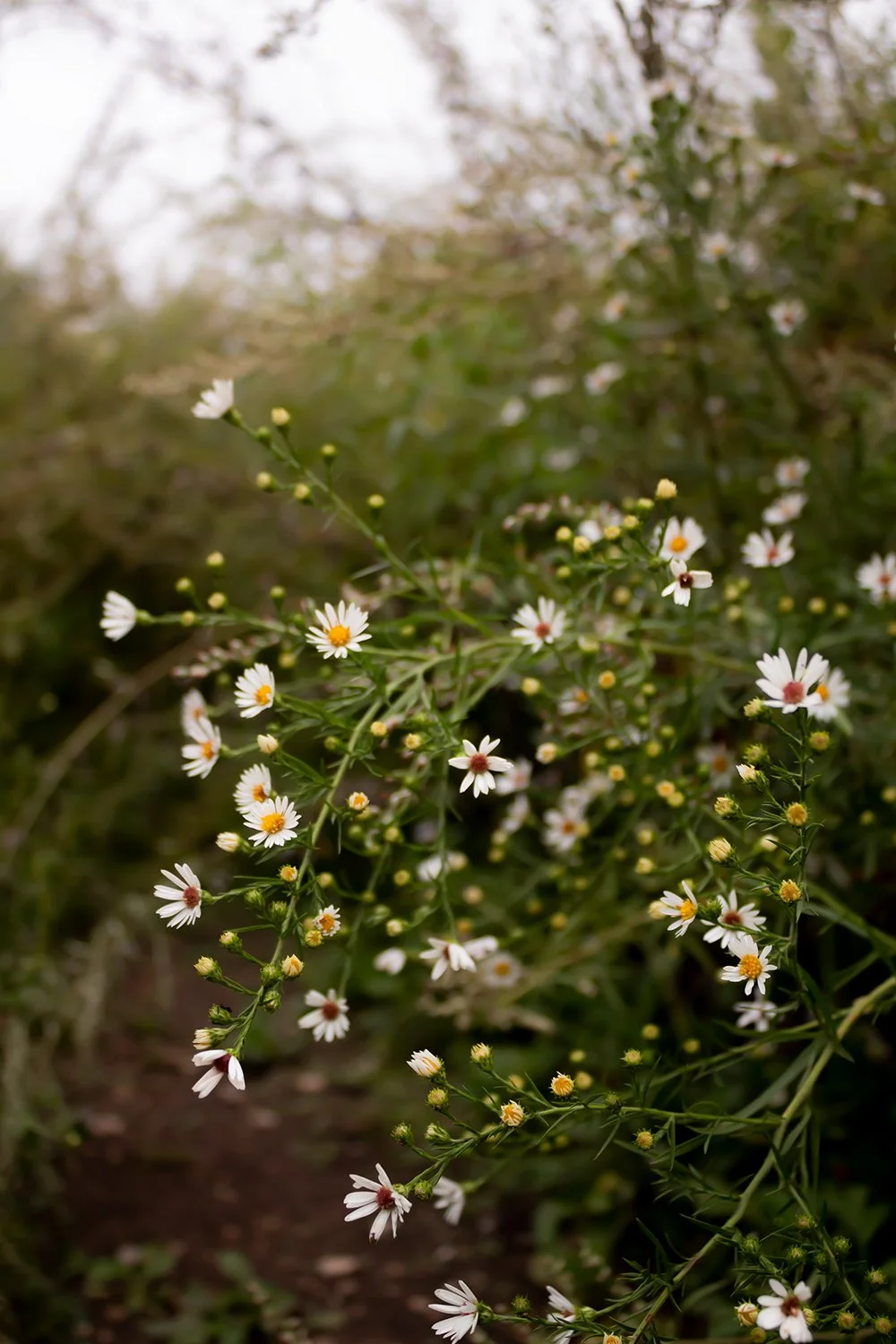 Novotny_Project1_003 copy.jpg