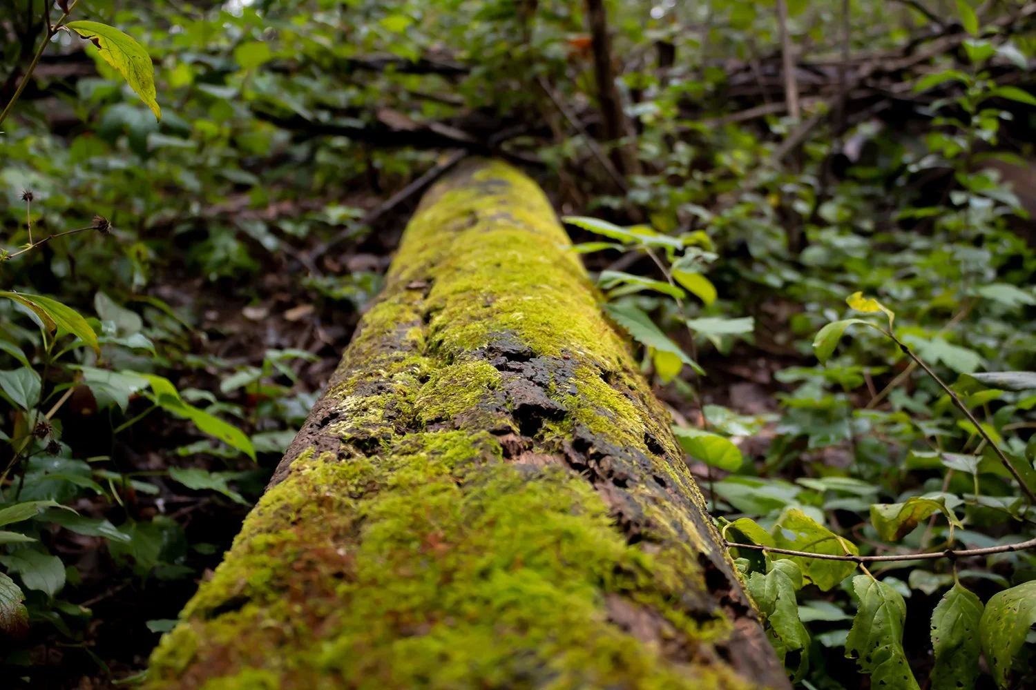 Novotny_Project1_004 copy.jpg