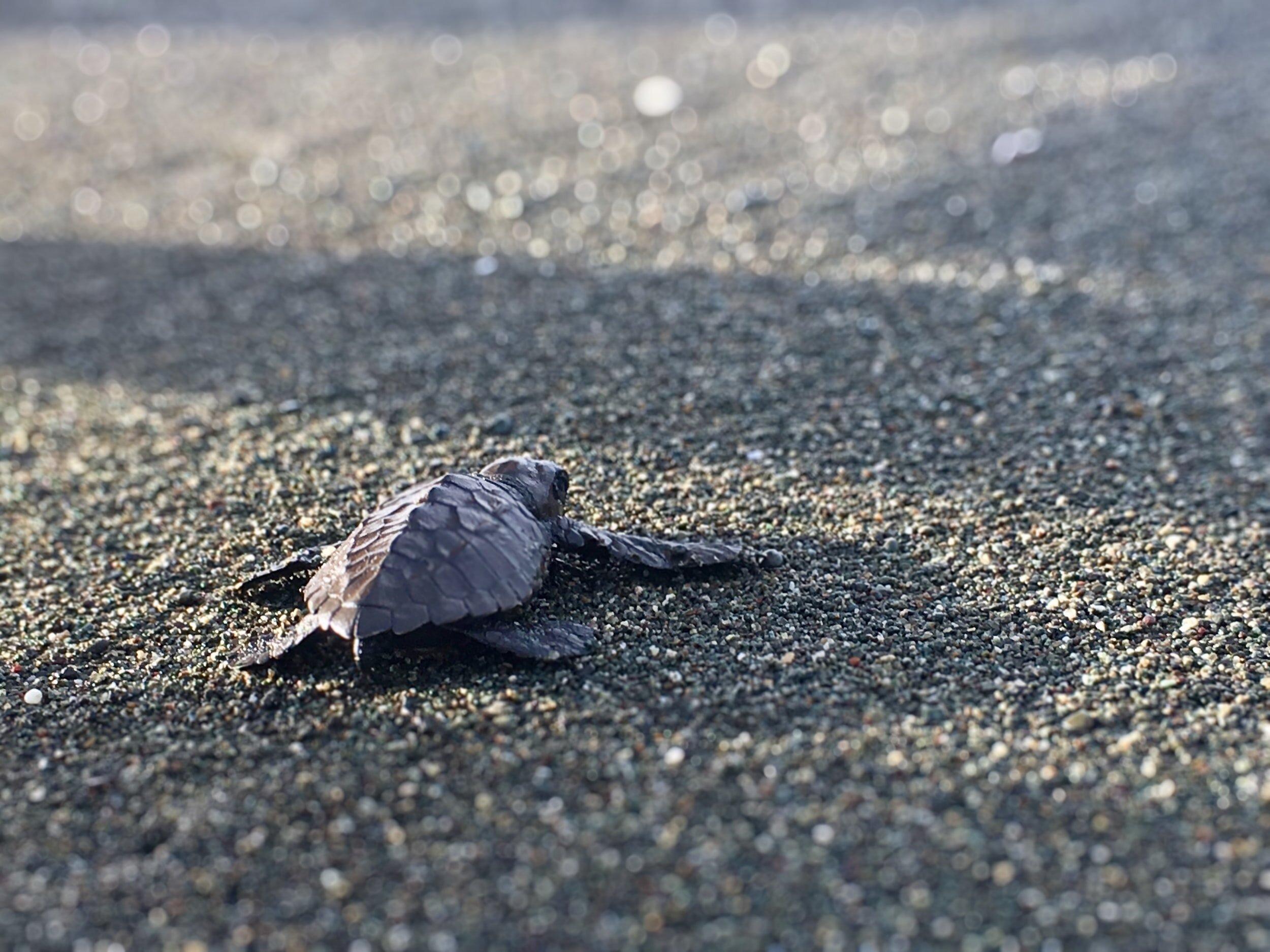 Leather Back Sea Turtles