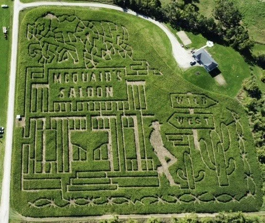 McQuaid’s Corn Maze and Pumpkin Patch
