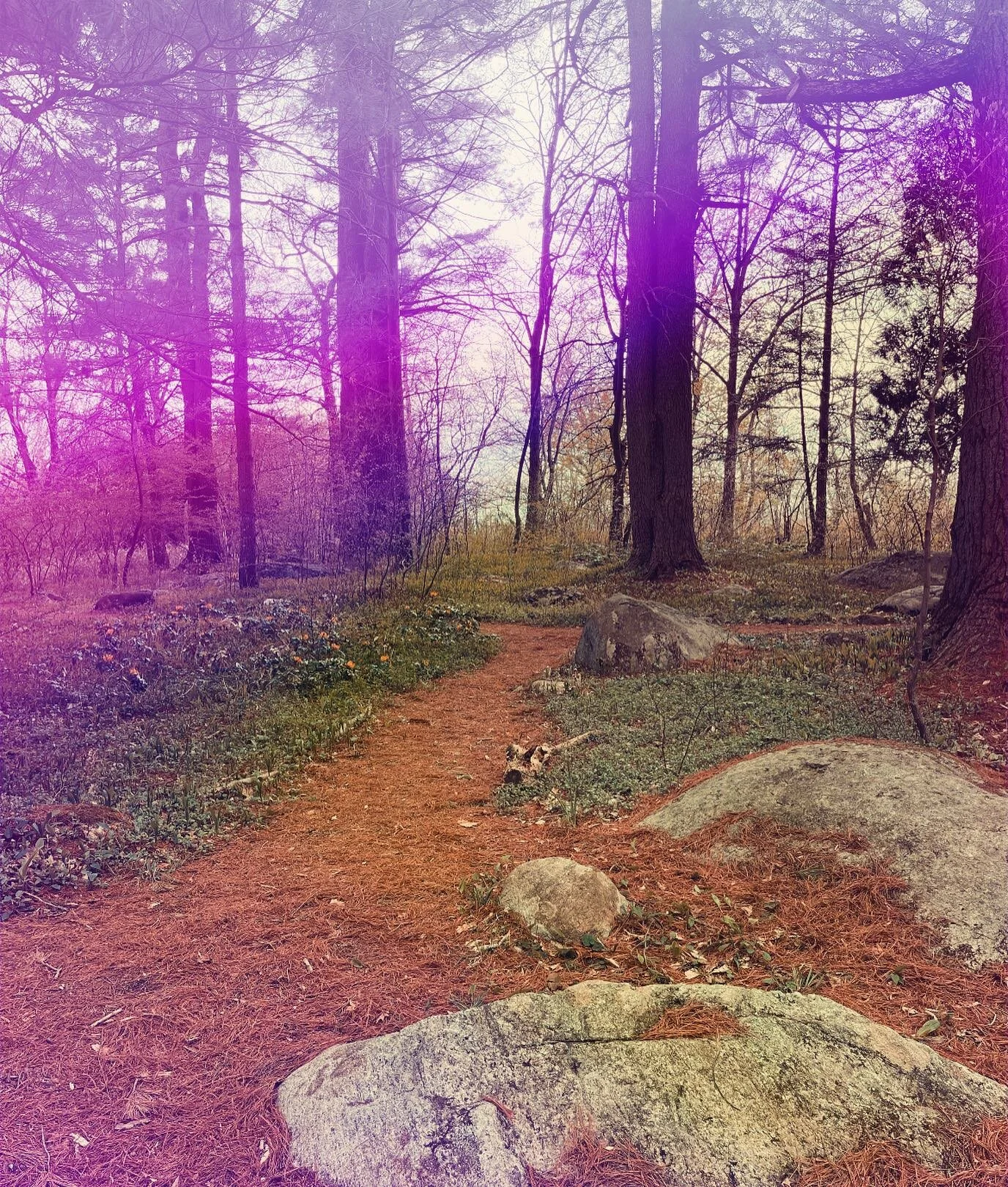 A violet blooms
near a stream
as the tadpoles 
swim in circles,
north then east,
then north again.

I, watch nearby
and offer a humble prayer&mdash;
part penance,
part longing,
part devotion.

Everything seems at once 
still 
and in motion&mdash;
a s