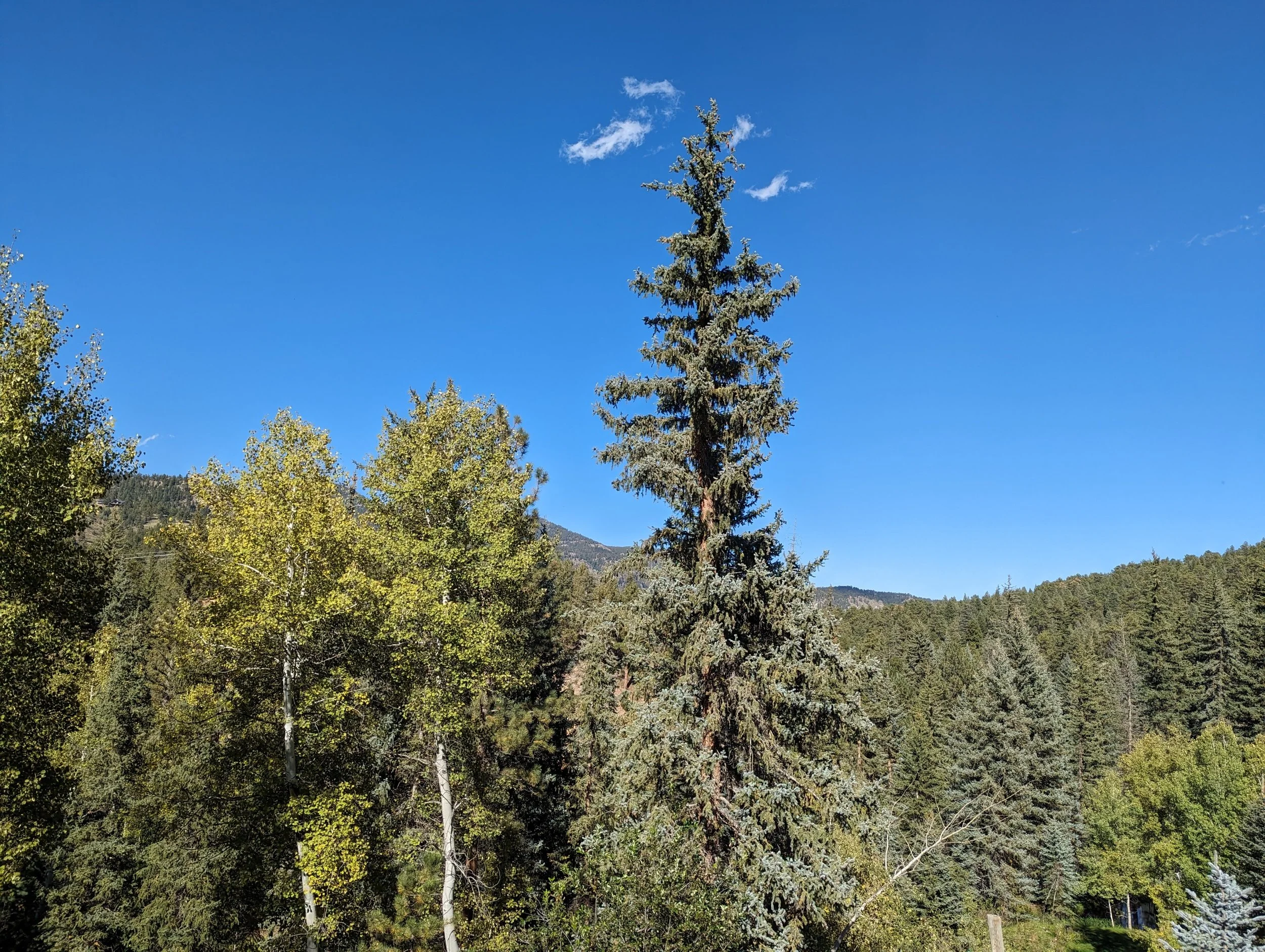 My last day in Evergreen 