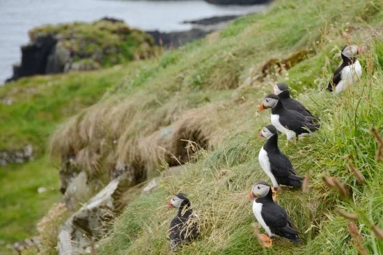 puffins-at-staffa.jpg