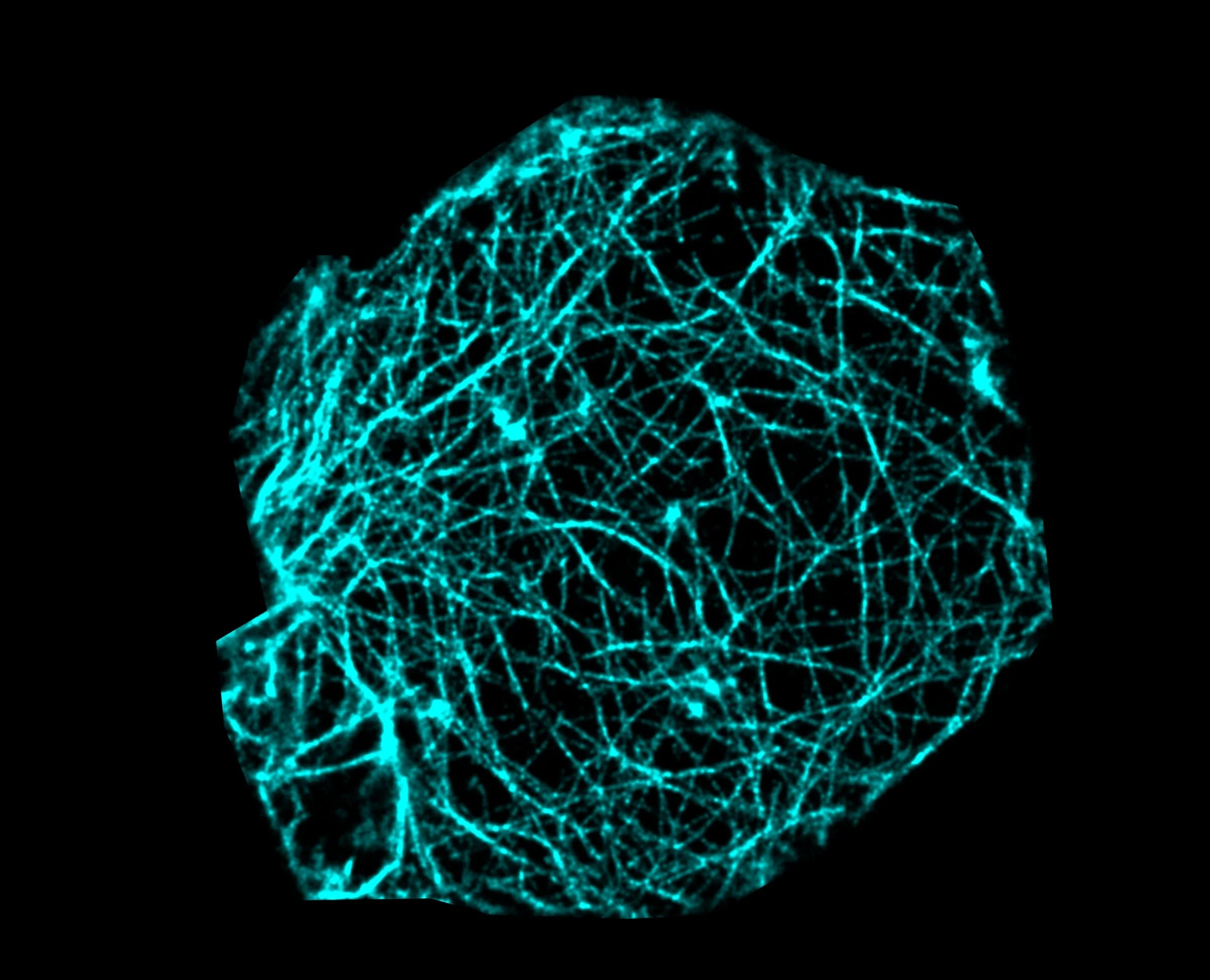Publications — Lin Cell Dynamics Lab